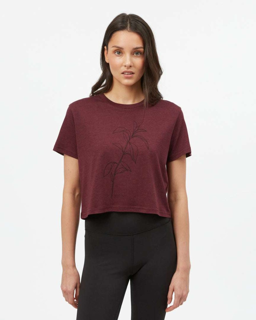 Women * Tentree Women Sugar Leaf Cropped T-Shirt